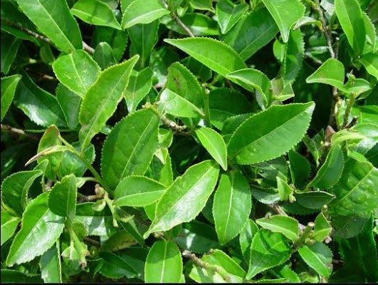 54-unnamed-tea-leaves